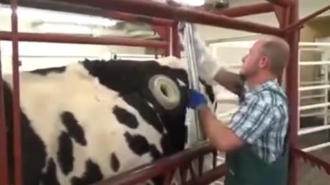Cow...