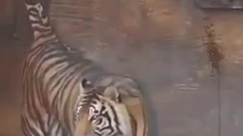 my onevof the best video #animal actions #which is your favorite #animal action |#shorts