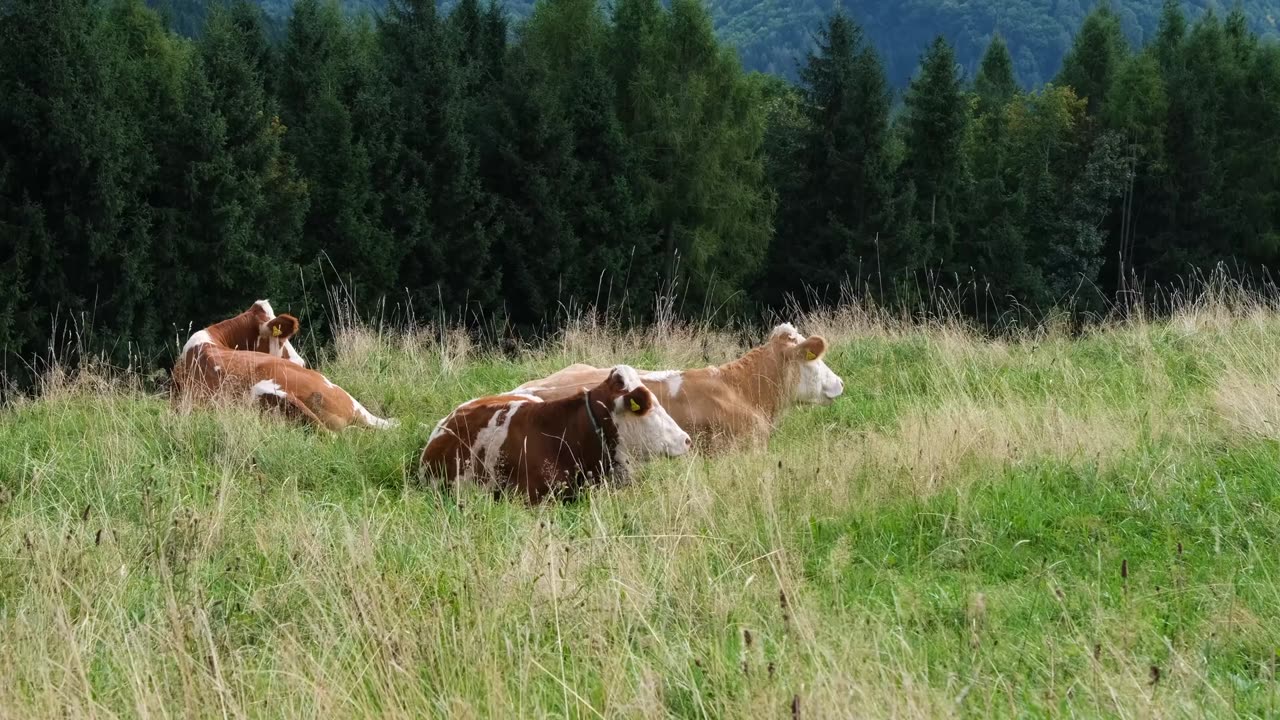 Cow
