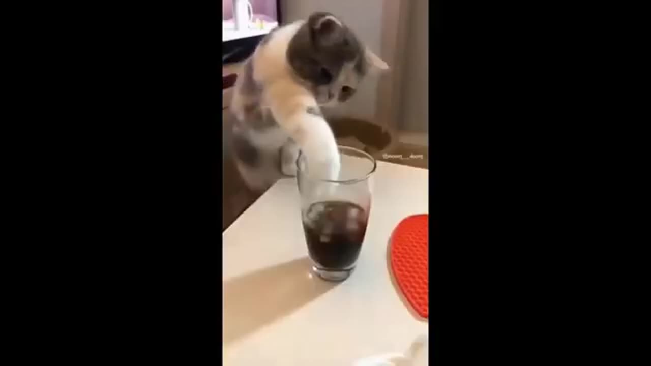 Best Funny Animal Videos 2023😂 Funniest Cats And Dogs Videos Will Make You Laugh