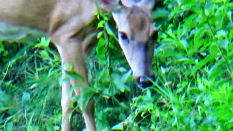 White-tailed deer