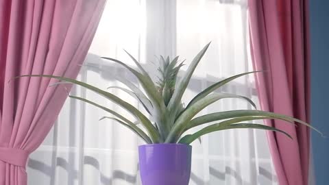 8 EZ Plants