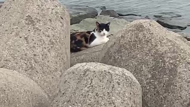 Cat on the breakwater