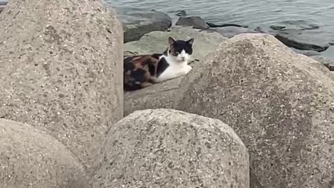 Cat on the breakwater