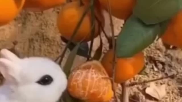 Is this rabbit taking vitamin C # animal #pets #funny pets # rabbit #viral