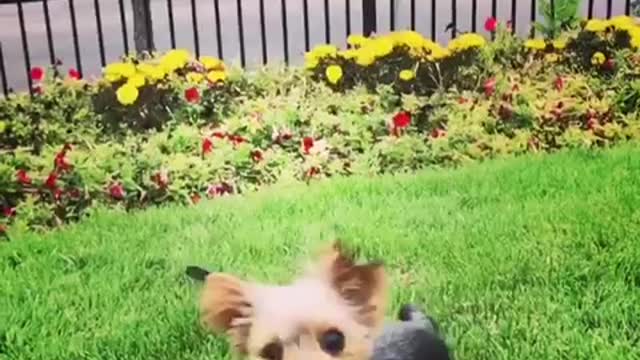 Brown dog standing up waving hands slo mo