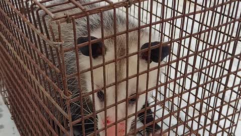 Releasing an angry possum