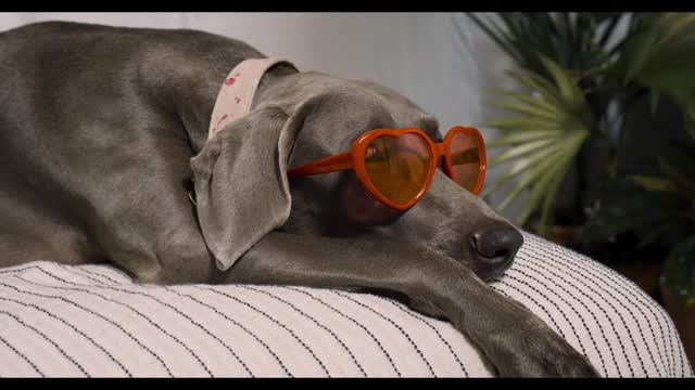 The cutest animals to help you relax | Cutest animals | Funny Pets [Relaxing Video]