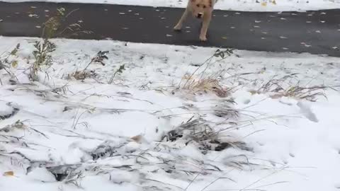 Dog playing and running around in the snow