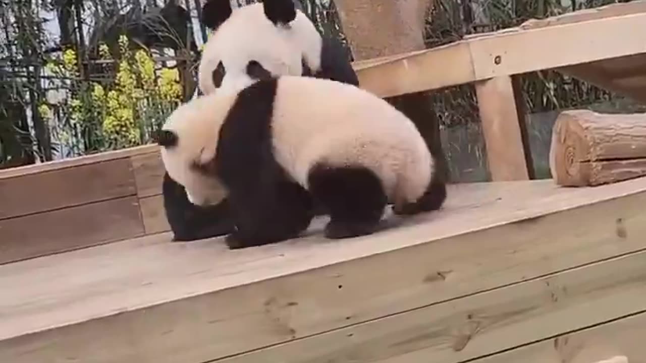 Panda Parenting Struggles