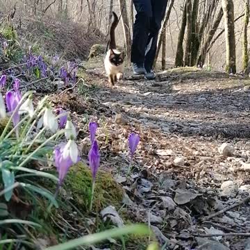 Spring adventure with my cat