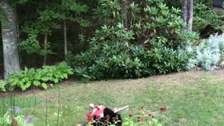 Bear Caught Having Fun with Flag