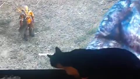 Cat Checks Behind TV For Werewolf