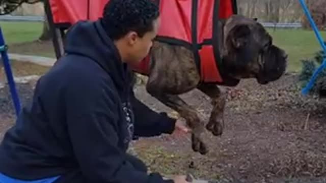 Dogs Nail Grooming Activated