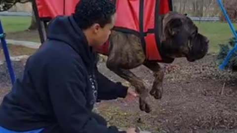 Dogs Nail Grooming Activated