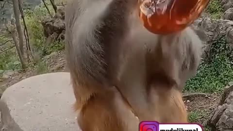 monkey emotions