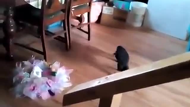 2 Black Cats Play with Automated Laser Pointer