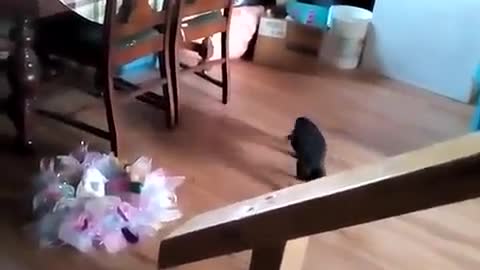 2 Black Cats Play with Automated Laser Pointer