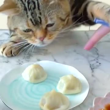 There is no way to stop a cat from craving food 😂