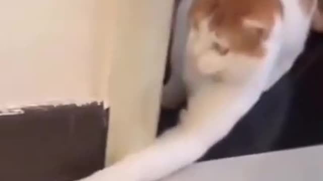 Cat plays witt a rat