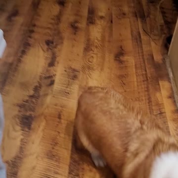 Buck N. Corgi Twerking