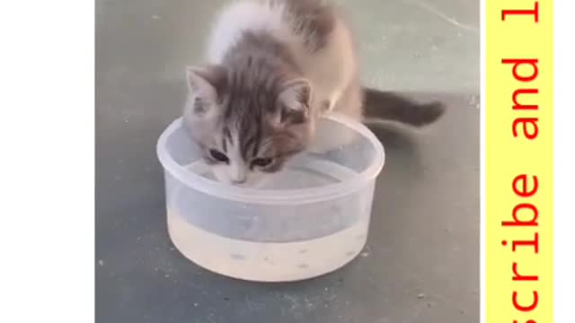 Cute Cats _ Shorts_ Video_s _ Tranding _)