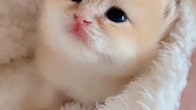 Cute kitty funny clips 😅😂