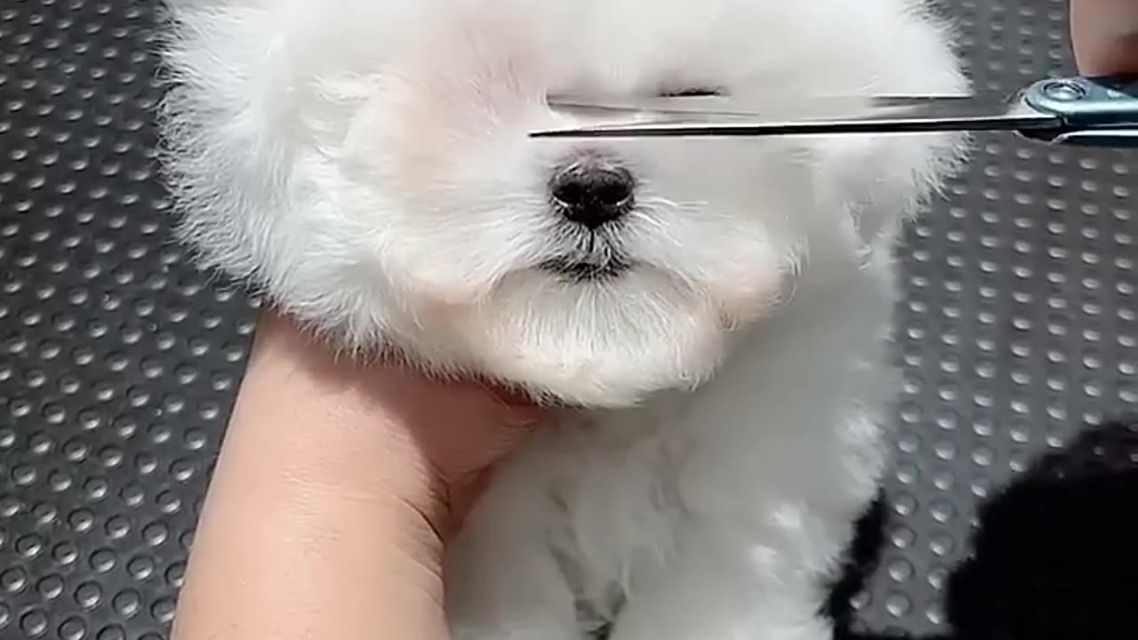 cute puppy