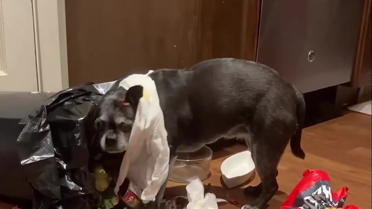 Naughty Dog Gets Into Trash