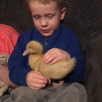 Noah holding baby duckling Aflac