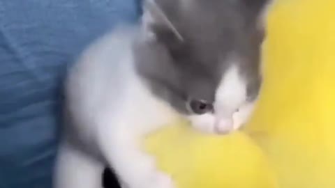 Cute little cat ❤😍