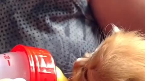 A baby cat eting milk.