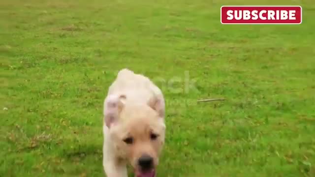 Baby Dogs - Cute and Funny Dog Videos Compilation #1 | Aww Animals