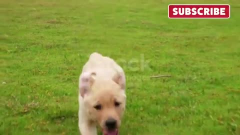 Baby Dogs - Cute and Funny Dog Videos Compilation #1 | Aww Animals