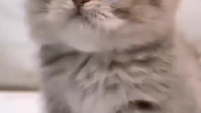 Cutest little puppy discovers creative way to play