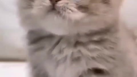 Cutest little puppy discovers creative way to play