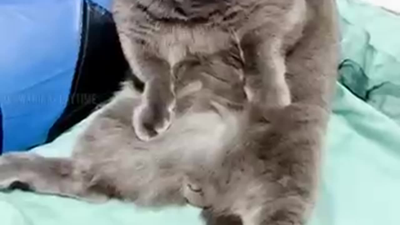 Funnycats&dogslol!!! 😂😻