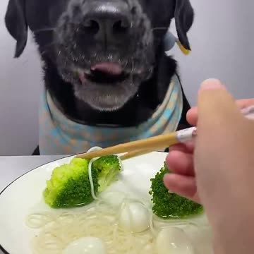 Would your dog eat this dish? 😍🤩