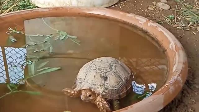 Baby Turtle.. Soo Cute 🐢💕💓❤💓🌹 - life on earth. #shorts #life_on_earth