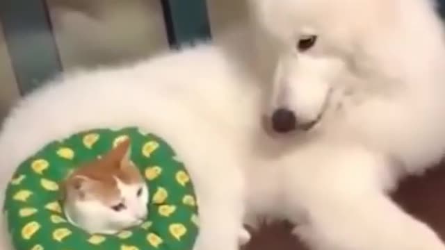 Super Funny Dog vs Cat Videos 😂LAUGH at FUNNY DOGS AND CAT 🐶