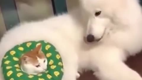 Super Funny Dog vs Cat Videos 😂LAUGH at FUNNY DOGS AND CAT 🐶