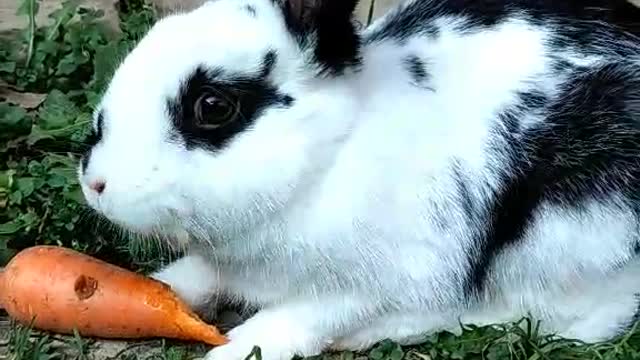 Rabbit eats carrots