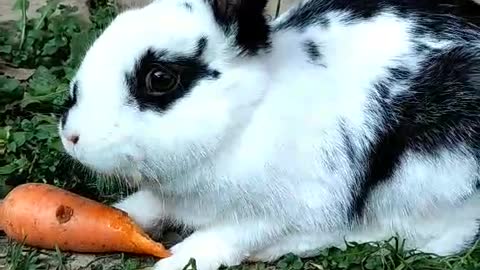 Rabbit eats carrots