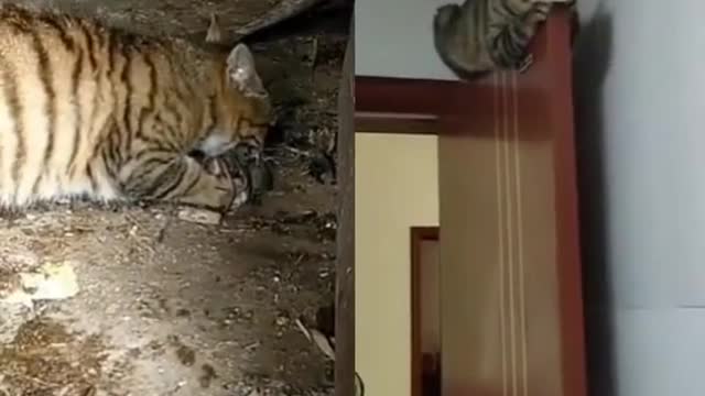 Funny cat compilation | Funny pet videos