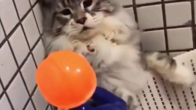 🤣 Funniest CATS - Awesome Exciting Funny CATS 😇 ➤ ➤Brave cats ➤ ➤ Try Not To Laugh