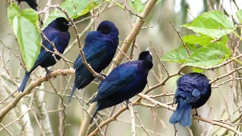 Brazilian Fauna-Bunch of Chupins-Pampas-Brazil