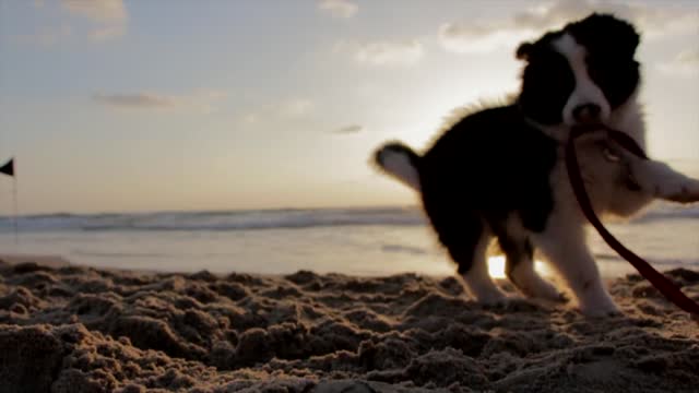 A dog enjoys the sunset view