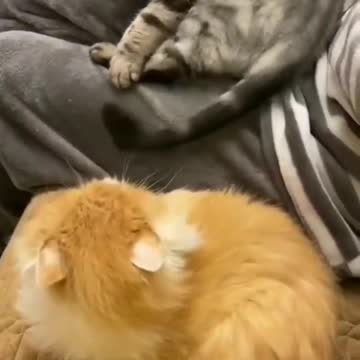 Short cat lover Funny cat fight cat what's app