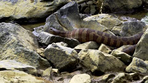 Close Up Video of a Copperhead Snake