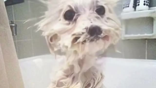 I'm Sexy and I know It !!! Bathing Cute Dog